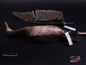  (Phalacrocorax capillatus - 2006-0263)  @12 [ ] Copyright (2013) Takema  Saitoh Yamashina Institute for Ornithology