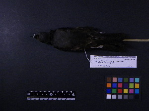  ( - 2006-5299)  @12 [ ] Copyright (2013) Takema  Saitoh Yamashina Institute for Ornithology