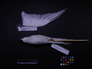  (Sterna dougallii - 2006-5398)  @12 [ ] Copyright (2013) Takema  Saitoh Yamashina Institute for Ornithology