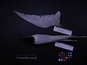  (Sterna dougallii - 2006-5398)  @12 [ ] Copyright (2013) Takema  Saitoh Yamashina Institute for Ornithology