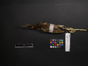  ( - 2006-5406)  @12 [ ] Copyright (2013) Takema  Saitoh Yamashina Institute for Ornithology