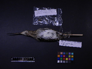  ( - 2006-5417)  @11 [ ] Copyright (2013) Takema  Saitoh Yamashina Institute for Ornithology