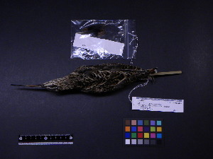  ( - 2006-5417)  @11 [ ] Copyright (2013) Takema  Saitoh Yamashina Institute for Ornithology