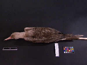  ( - 2006-5440)  @13 [ ] Copyright (2013) Takema  Saitoh Yamashina Institute for Ornithology