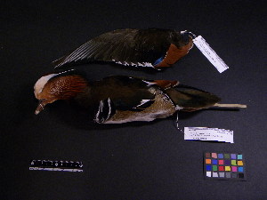  ( - 2007-0205)  @12 [ ] Copyright (2013) Takema  Saitoh Yamashina Institute for Ornithology