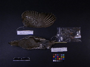  ( - 2007-0219)  @12 [ ] Copyright (2013) Takema  Saitoh Yamashina Institute for Ornithology