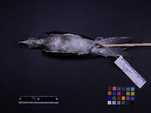  ( - 2007-1222)  @12 [ ] Copyright (2013) Takema  Saitoh Yamashina Institute for Ornithology