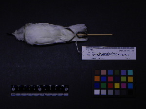  ( - 1993-0448)  @12 [ ] Copyright (2013) Takema  Saitoh Yamashina Institute for Ornithology
