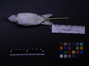  ( - 1993-0483)  @13 [ ] Copyright (2013) Takema  Saitoh Yamashina Institute for Ornithology