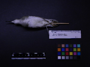  ( - 2002-0017)  @12 [ ] Copyright (2013) Takema  Saitoh Yamashina Institute for Ornithology