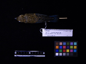  ( - 2007-1228)  @12 [ ] Copyright (2013) Takema  Saitoh Yamashina Institute for Ornithology