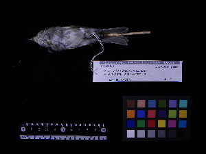  ( - 2007-1258)  @12 [ ] Copyright (2013) Takema  Saitoh Yamashina Institute for Ornithology