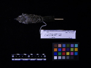  (Muscicapa dauurica - 2007-1258)  @14 [ ] Copyright (2013) Takema  Saitoh Yamashina Institute for Ornithology