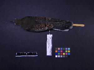  ( - 2005-0696)  @13 [ ] Copyright (2013) Takema  Saitoh Yamashina Institute for Ornithology