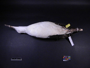  (Phoebastria immutabilis - 2008-0793)  @13 [ ] Copyright (2013) Takema  Saitoh Yamashina Institute for Ornithology