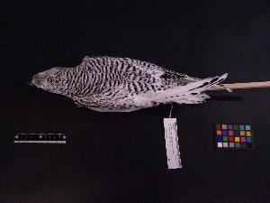  (Phaethontiformes - 2008-0562)  @13 [ ] Copyright (2013) Takema  Saitoh Yamashina Institute for Ornithology