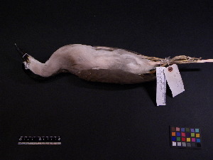  ( - 2005-0425)  @12 [ ] Copyright (2013) Takema  Saitoh Yamashina Institute for Ornithology