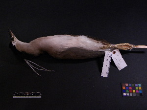  ( - 2005-0435)  @13 [ ] Copyright (2013) Takema  Saitoh Yamashina Institute for Ornithology