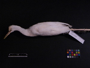  ( - 1999-0314)  @13 [ ] Copyright (2013) Takema  Saitoh Yamashina Institute for Ornithology