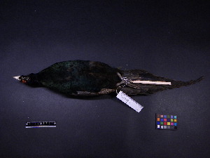  ( - 2004-0175)  @12 [ ] Copyright (2013) Takema  Saitoh Yamashina Institute for Ornithology