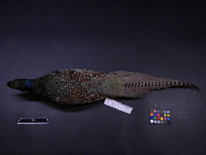  (Phasianus versicolor - 2004-0175)  @13 [ ] Copyright (2013) Takema  Saitoh Yamashina Institute for Ornithology