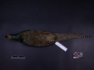  (Phasianus versicolor - 2007-0165)  @13 [ ] Copyright (2013) Takema  Saitoh Yamashina Institute for Ornithology