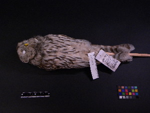  ( - 2008-0089)  @13 [ ] Copyright (2013) Takema  Saitoh Yamashina Institute for Ornithology