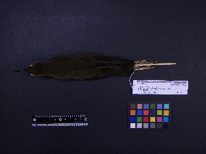  ( - 2006-5414)  @13 [ ] Copyright (2013) Takema  Saitoh Yamashina Institute for Ornithology