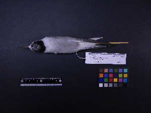  ( - 2008-0628)  @11 [ ] Copyright (2013) Takema  Saitoh Yamashina Institute for Ornithology