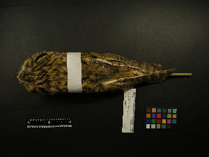  ( - 2008-0438)  @12 [ ] Copyright (2013) Takema  Saitoh Yamashina Institute for Ornithology