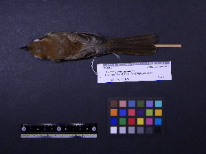  ( - 2007-1281)  @12 [ ] Copyright (2013) Takema  Saitoh Yamashina Institute for Ornithology