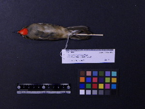  ( - 2004-0093)  @13 [ ] Copyright (2013) Takema  Saitoh Yamashina Institute for Ornithology