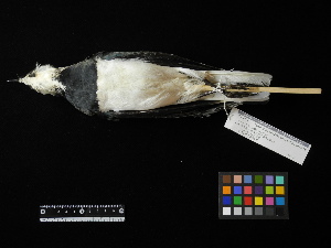  ( - 2008-0137)  @12 [ ] Copyright (2013) Takema  Saitoh Yamashina Institute for Ornithology