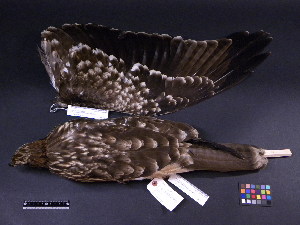  (Milvus - 2007-1301)  @13 [ ] Copyright (2013) Takema  Saitoh Yamashina Institute for Ornithology