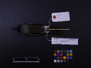  ( - 2007-1299)  @11 [ ] Copyright (2013) Takema  Saitoh Yamashina Institute for Ornithology