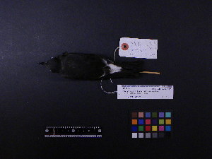  ( - 2007-1299)  @11 [ ] Copyright (2013) Takema  Saitoh Yamashina Institute for Ornithology