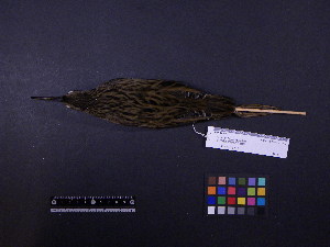 ( - 2003-0282)  @11 [ ] Copyright (2013) Takema  Saitoh Yamashina Institute for Ornithology