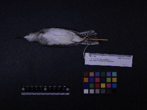  ( - 2006-5407)  @11 [ ] Copyright (2013) Takema  Saitoh Yamashina Institute for Ornithology