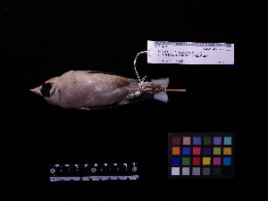  ( - 2009-0002)  @13 [ ] Copyright (2013) Takema  Saitoh Yamashina Institute for Ornithology