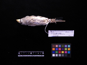  ( - 2006-0262)  @11 [ ] Copyright (2013) Takema  Saitoh Yamashina Institute for Ornithology