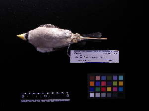  ( - 2006-5452)  @11 [ ] Copyright (2013) Takema  Saitoh Yamashina Institute for Ornithology