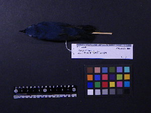  ( - 2009-0177)  @12 [ ] Copyright (2013) Takema  Saitoh Yamashina Institute for Ornithology