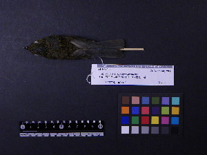  (Tarsiger cyanurus - 2009-0505)  @14 [ ] Copyright (2013) Takema  Saitoh Yamashina Institute for Ornithology