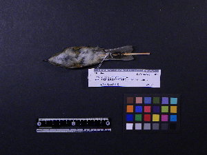  ( - 2009-0521)  @12 [ ] Copyright (2013) Takema  Saitoh Yamashina Institute for Ornithology