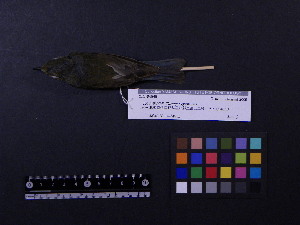  ( - 2009-0521)  @13 [ ] Copyright (2013) Takema  Saitoh Yamashina Institute for Ornithology