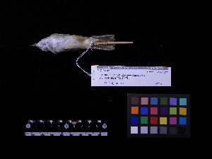  ( - 2009-0192)  @12 [ ] Copyright (2013) Takema  Saitoh Yamashina Institute for Ornithology