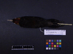  ( - 2001-0093)  @12 [ ] Copyright (2013) Takema  Saitoh Yamashina Institute for Ornithology