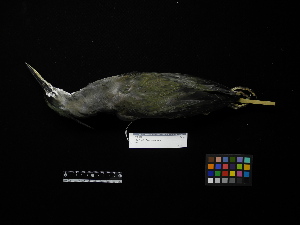  ( - 1995-0112)  @13 [ ] Copyright (2013) Takema  Saitoh Yamashina Institute for Ornithology