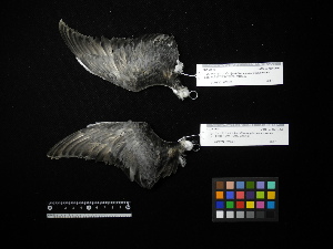  ( - 1995-0248)  @12 [ ] Copyright (2013) Takema  Saitoh Yamashina Institute for Ornithology