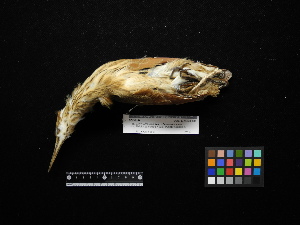  (Ixobrychus cinnamomeus - 2011-1050)  @12 [ ] Copyright (2013) Takema  Saitoh Yamashina Institute for Ornithology